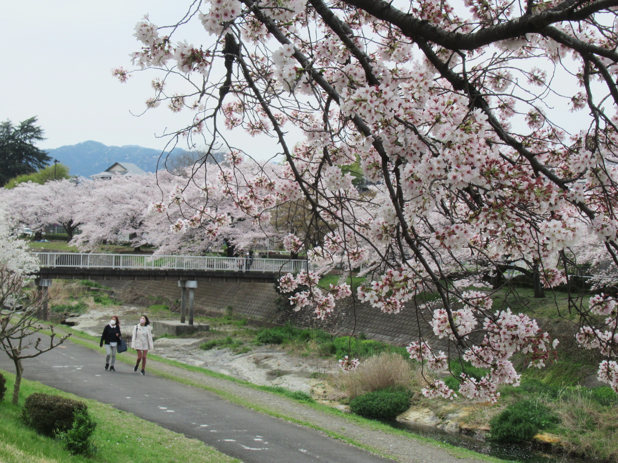 富士森公園・南浅川の桜花見１３ｋｍランニング【八王子市】 | はち 