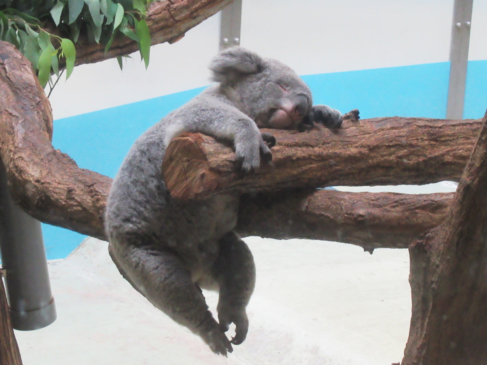 東京都多摩動物公園でコアラを見た | はち・たまウォーク＆ラン日記
