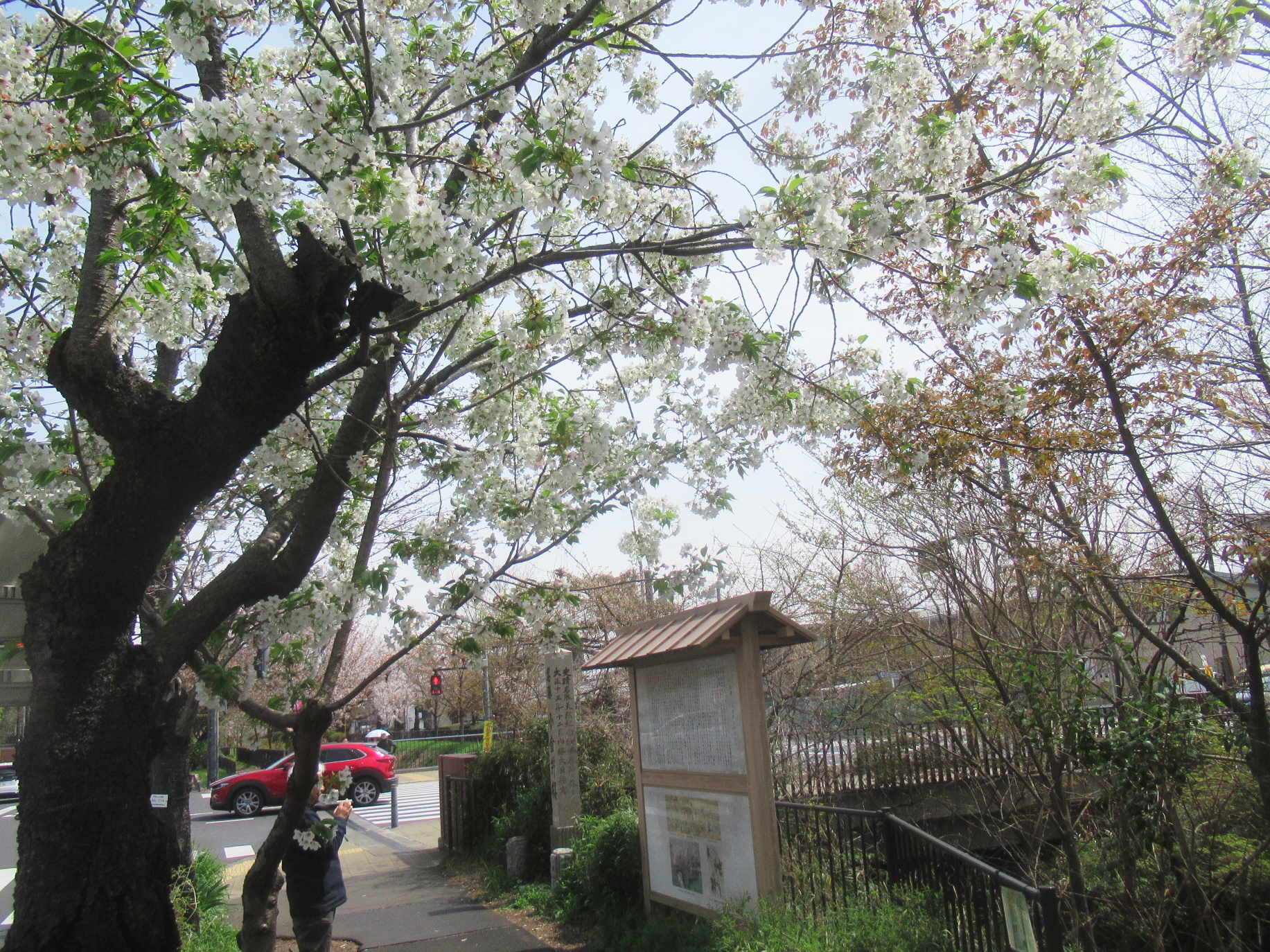 渓斎英泉 見立名所桜尽 小金井の花