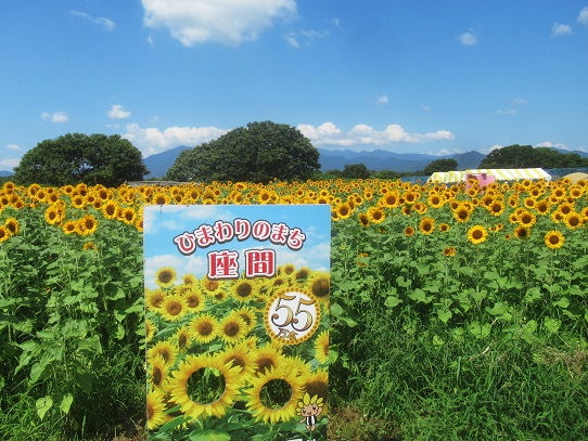 座間ひまわりまつり」へ行った（四ツ谷エリア2024年） | はち・たま