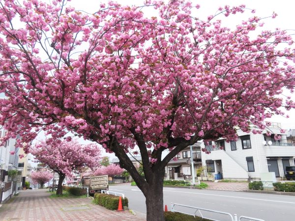 八王子の八重桜が満開（2026.4.15） | はち・たまウォーク＆ラン日記